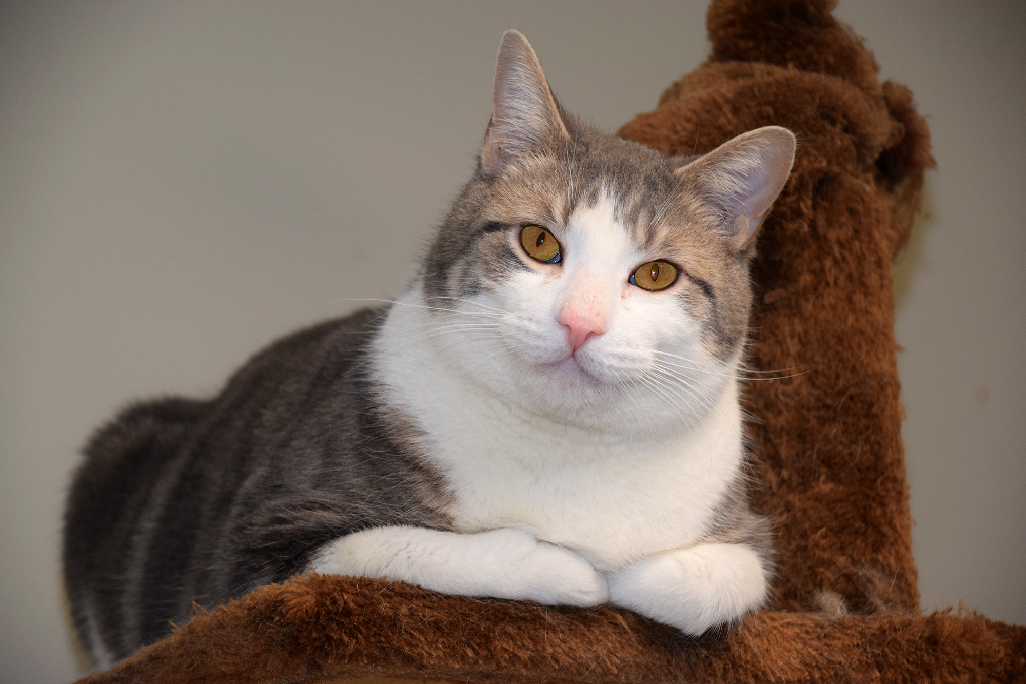 Photo 5 from ANIMAL MANOR INC